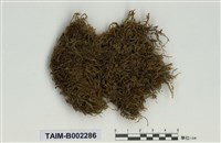 藏品(青苔科)的圖片